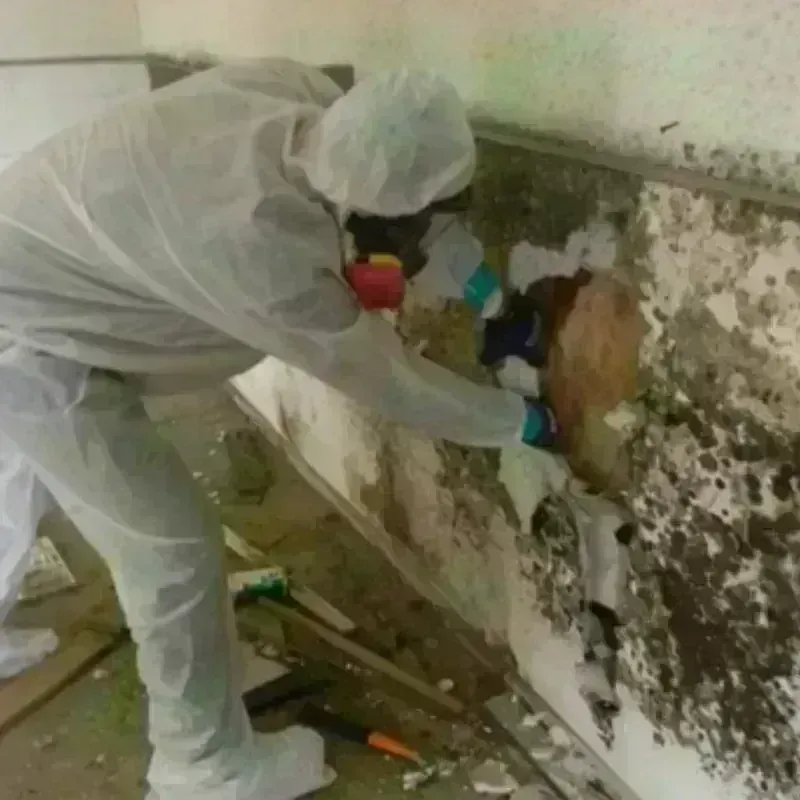 Mold Remediation and Removal in Eureka, MO